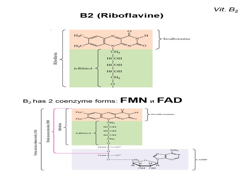 Vit. B2 В2 (Riboflavine)  B2 has 2 coenzyme forms: FMN и FAD